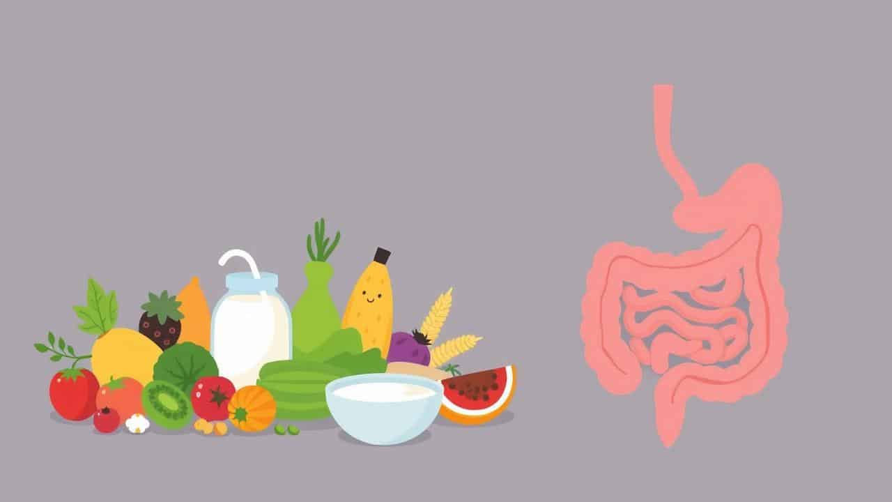 Alimentos probióticos e saudáveis para o intestino.
